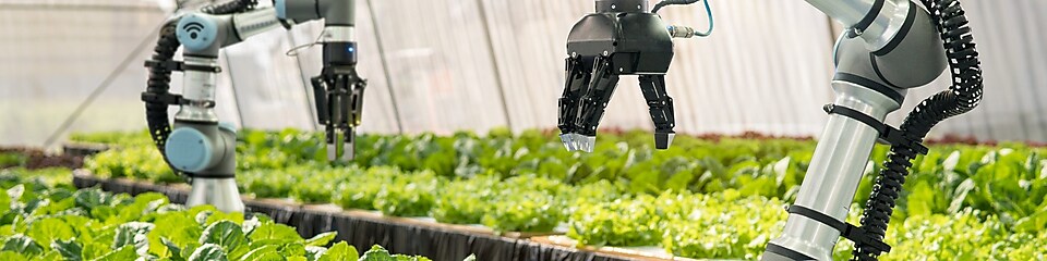 Automated vegetable farming